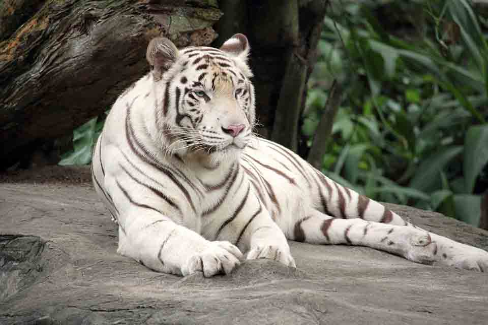 jaipur zoo animals