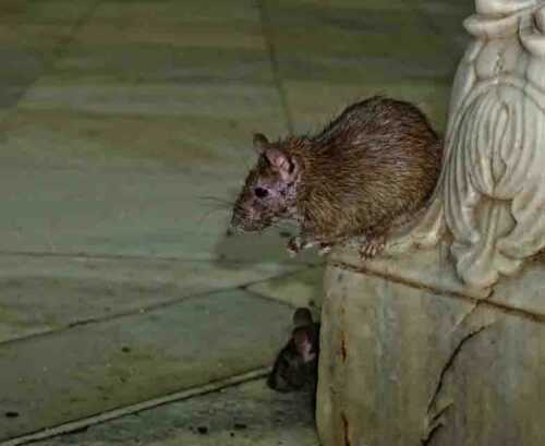 Rat karni mata