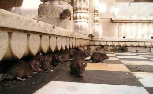 karni mata temple rats