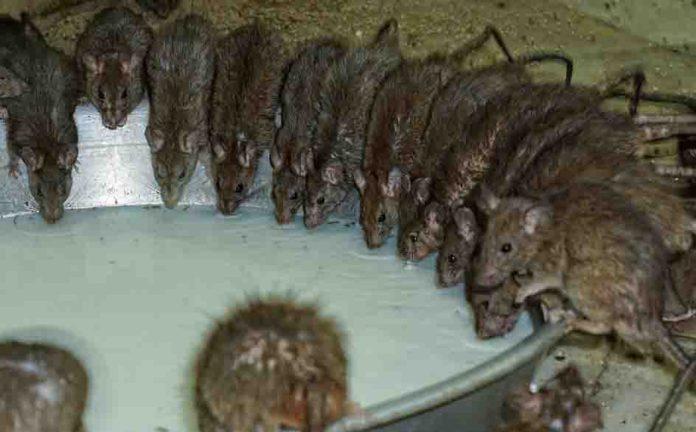 Karni Mata Temple: A Temple of Rats in Bikaner Rajasthan, India