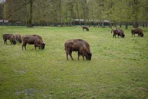 European-bison