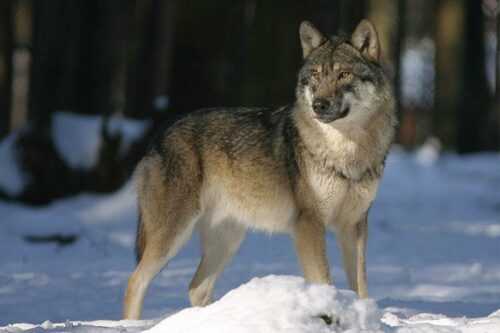 European-wolf