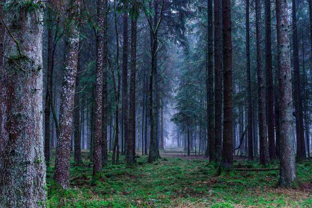 Aokigahara Japan S Suicide Forest Mysterioustrip