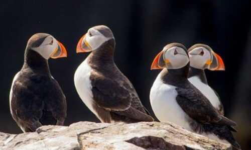 adventure-places-in-canada-Puffin-Watching-in-Newfoundland