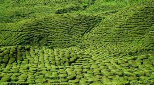 Tea district Darjeeling l Travel Blog 