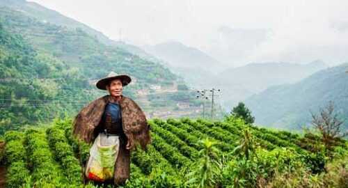 tea garden Darjeeling travel blog