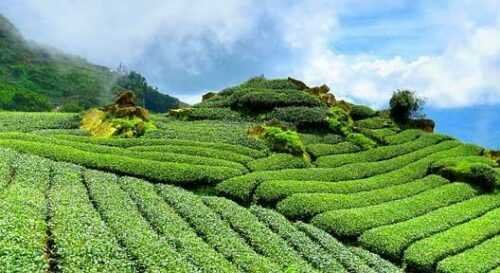 tea garden Darjeeling travel blog