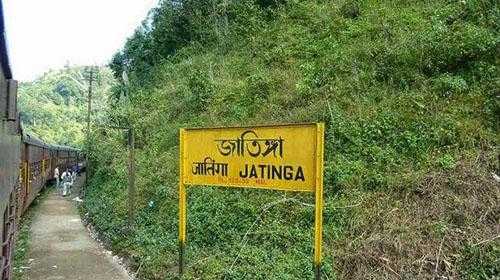 Jatinga Valley - Jatinga Bird Suicide