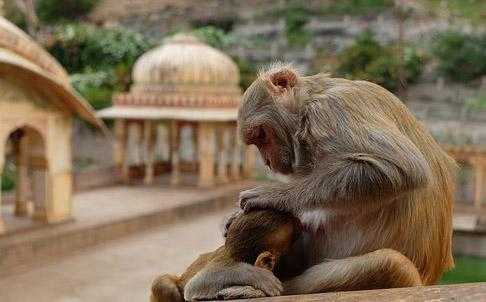 Monkey Temple Jaipur