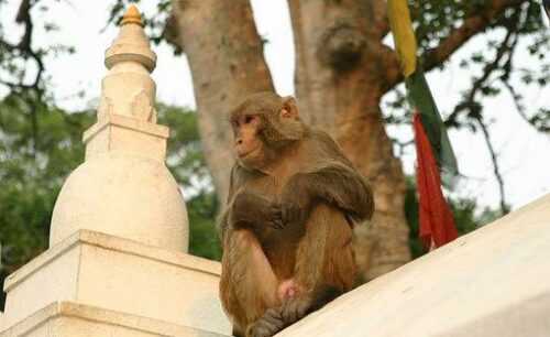 Monkey Temple Jaipur