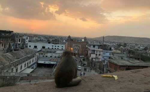 Monkey Temple Jaipur