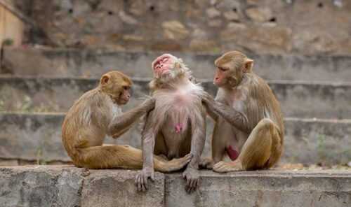 Monkey Temple Jaipur