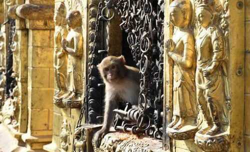 Monkey Temple Jaipur