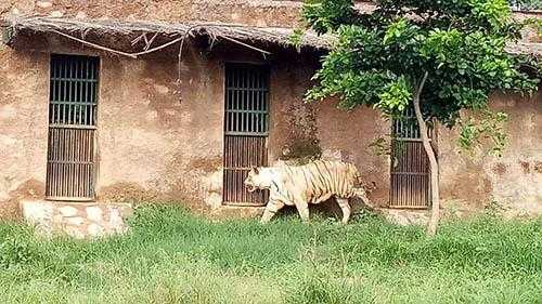 Nahargarh Biological Park