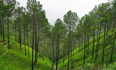 Places to Visit in Ranikhet 