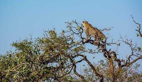 Gir National Forest Most Attractive Places in India