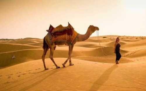 desert camel safari Jaisalmer 
