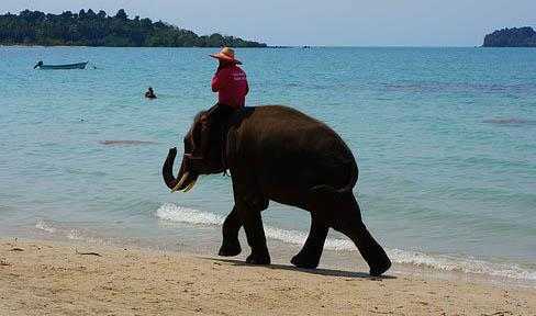 Elephant Beach