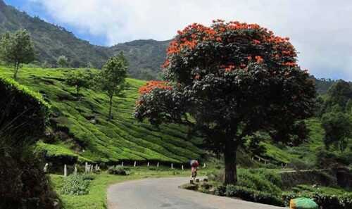 Marayoor munnar