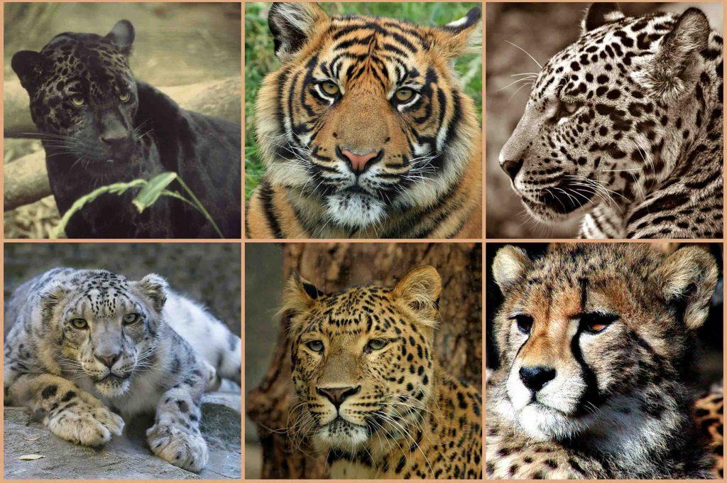 Leopards Sanctuaries in Rajasthan 