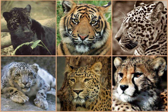 How many leopards sanctuaries are there in Rajasthan? - Mysterioustrip