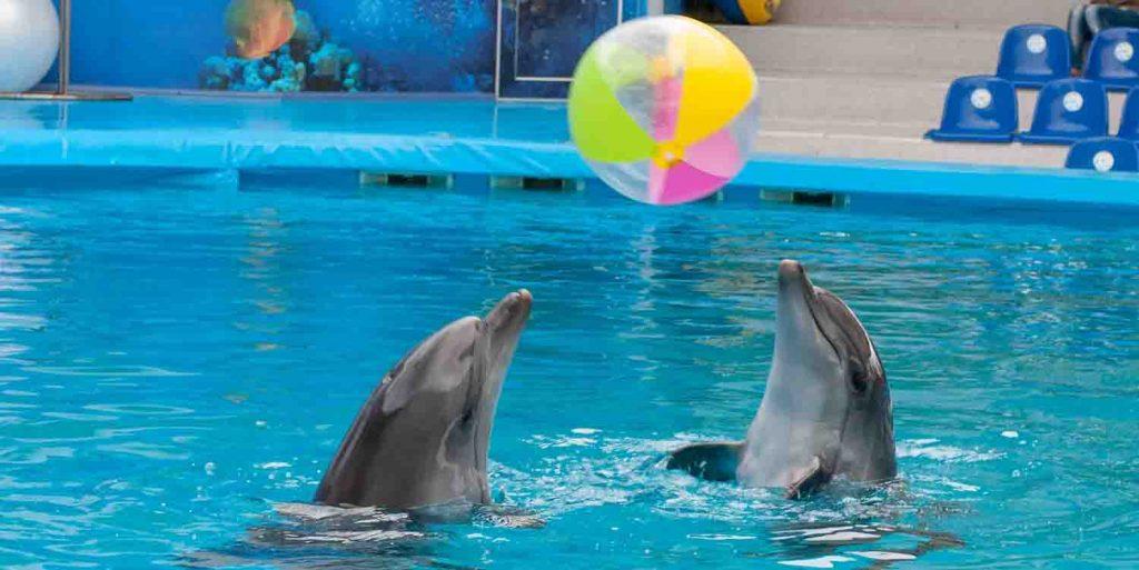 Dubai Dolphinarium