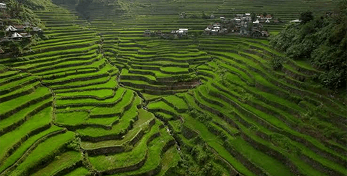The Bright Batad Rice Terraces