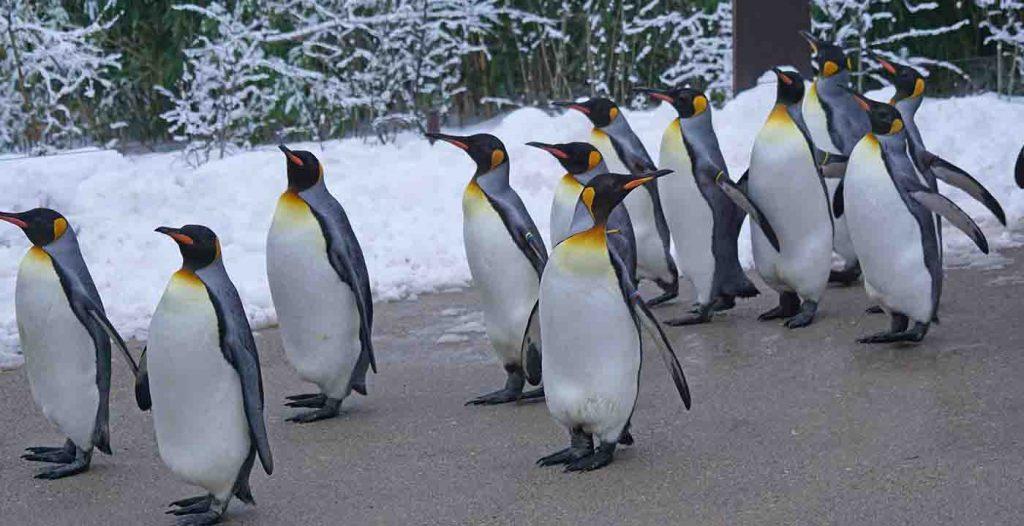 king penguins