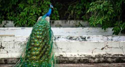 Spectacular Bird Watching