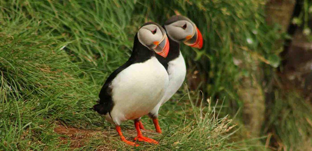 Atlantic puffins