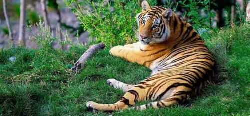 Ranthambore Tiger