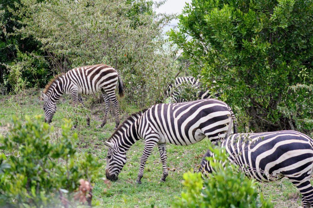 Masai Mara National Park, Kenya 