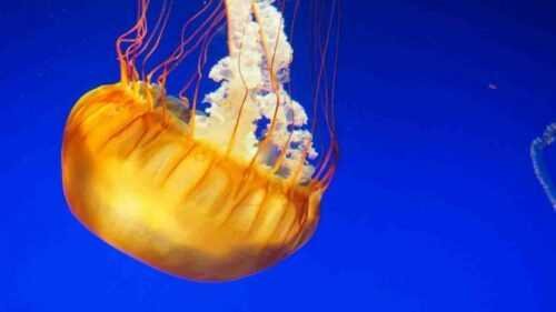 Golden jellyfish images