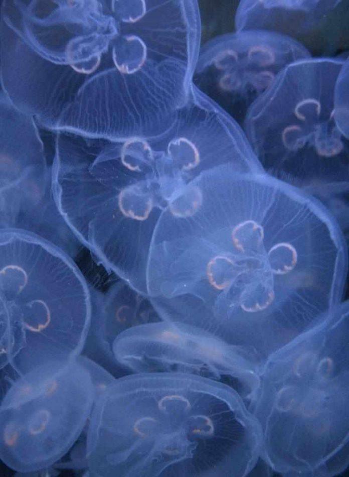 Jellyfish Lake | The Home of Golden and Moon Jellyfish