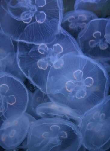 Moon jellyfish images
