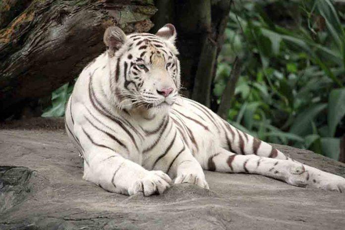 Jaipur Zoo: What to See, Timings, Entry Fee, Location, & Photo.