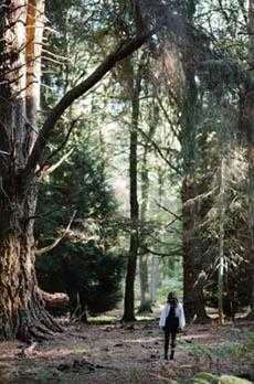 bohemian grove images