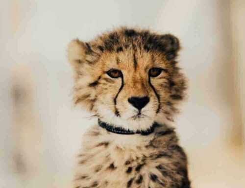 Leopard Cub in leopard park