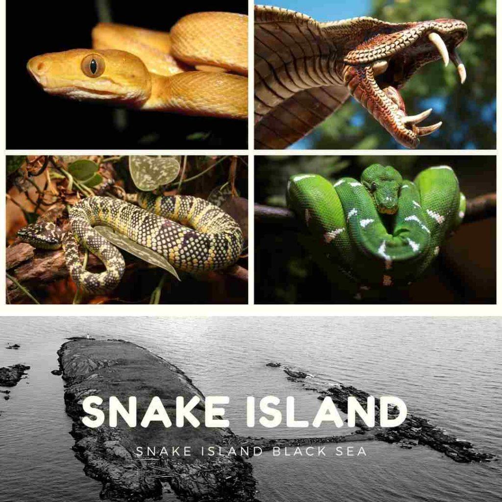 Snake island black sea