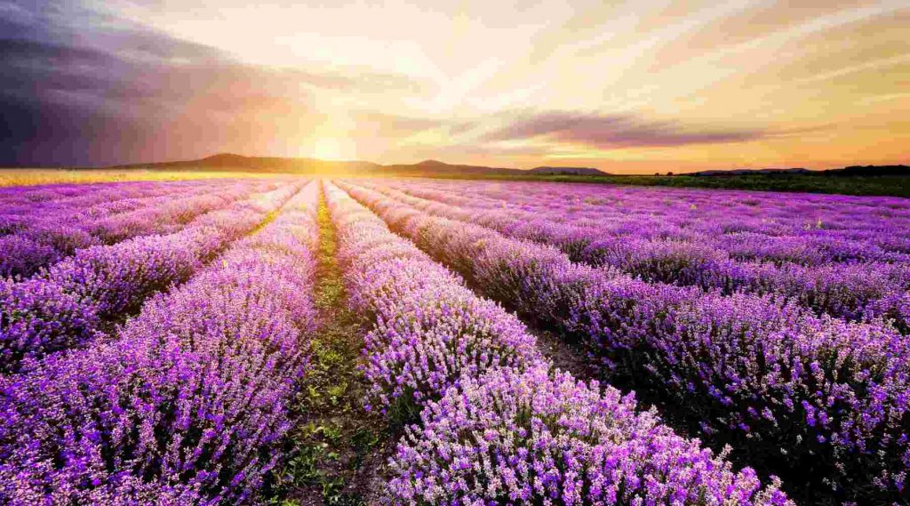 Lavender Fields
