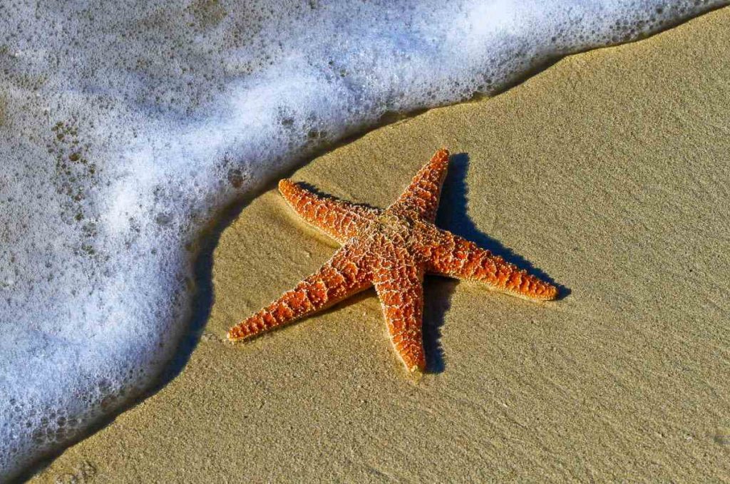 5 Beach Animals You Can Find on and in Beach Sand - Mysterioustrip