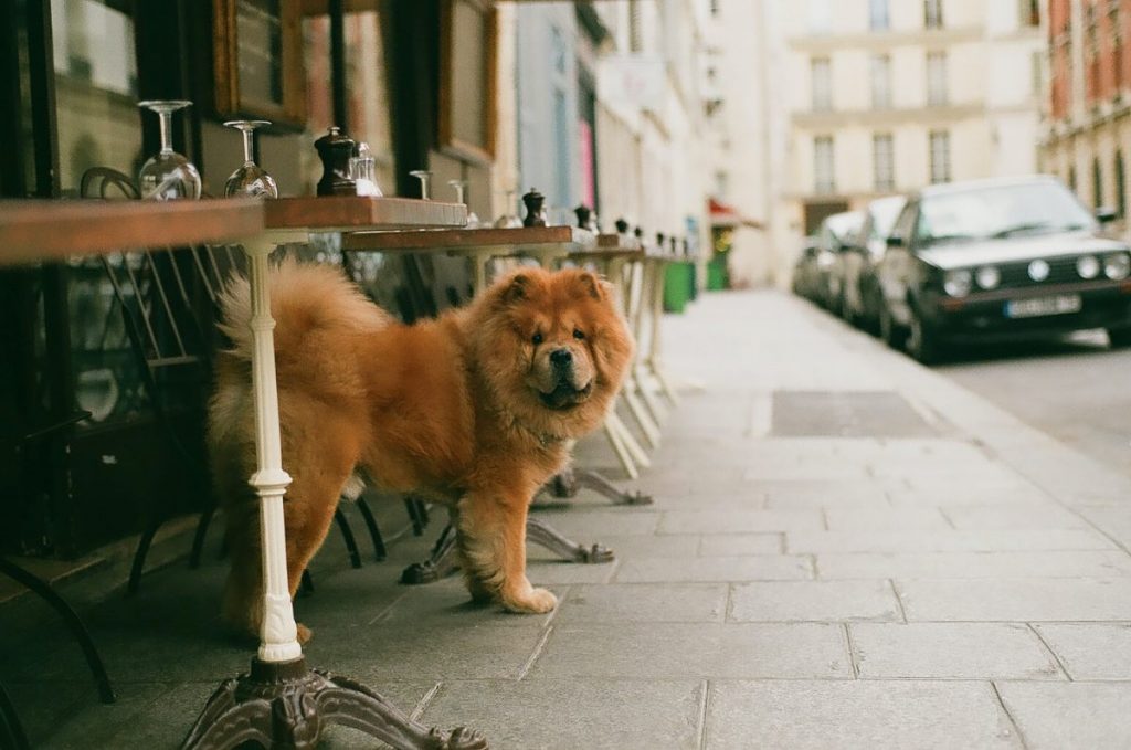 Best Pet Friendly Restaurants