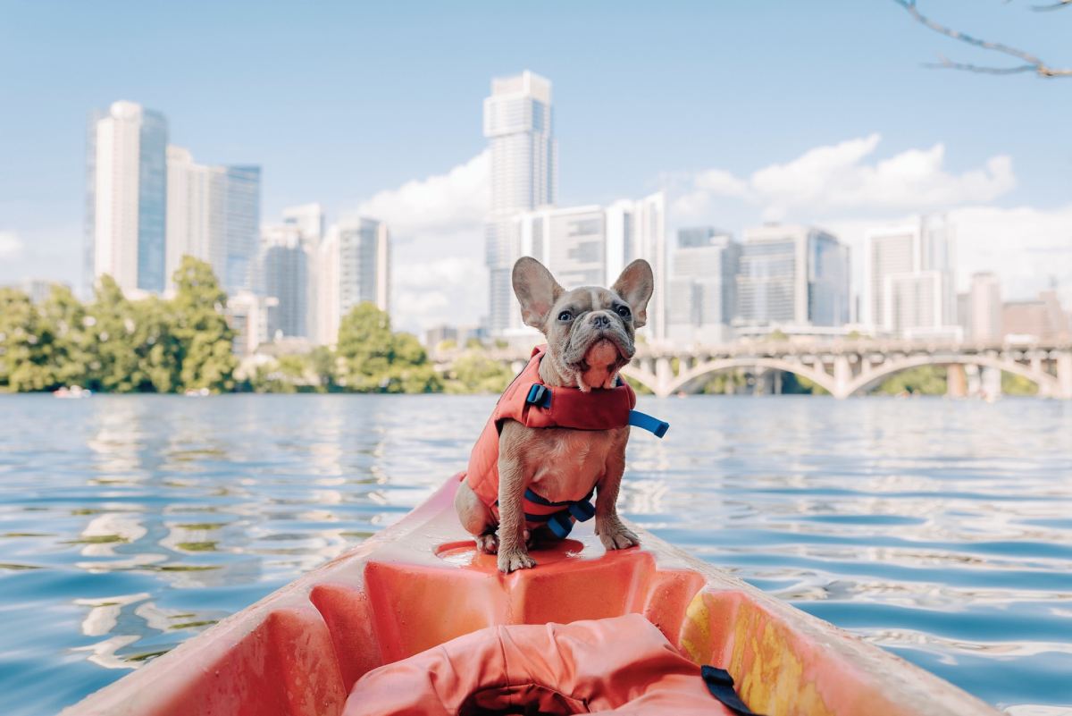 12 Dog Friendly Vacation Spots To Add To Your Bucket List Mysterioustrip