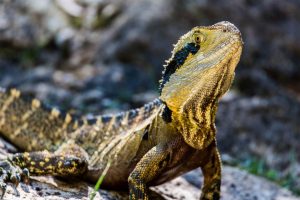 Travel with bearded dragon