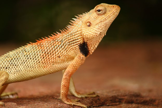 Traveling with bearded dragon