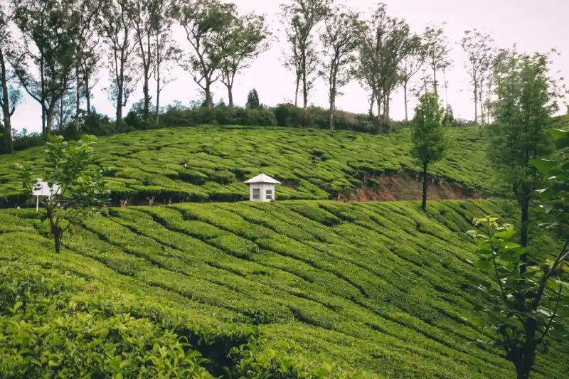 Best Places to Visit in August in India - Munnar, Kerala