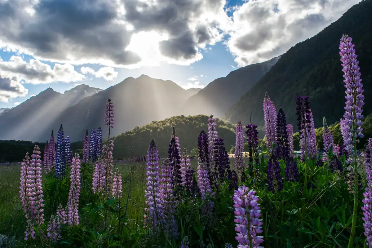 The Majestic Beauty of New Zealand: Must-Visit Places - Mysterioustrip