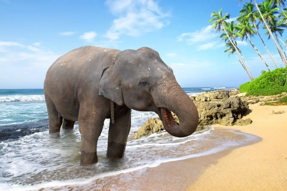 Elephant Beach Andaman