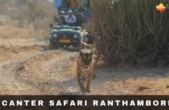 Canter Safari Ranthambore