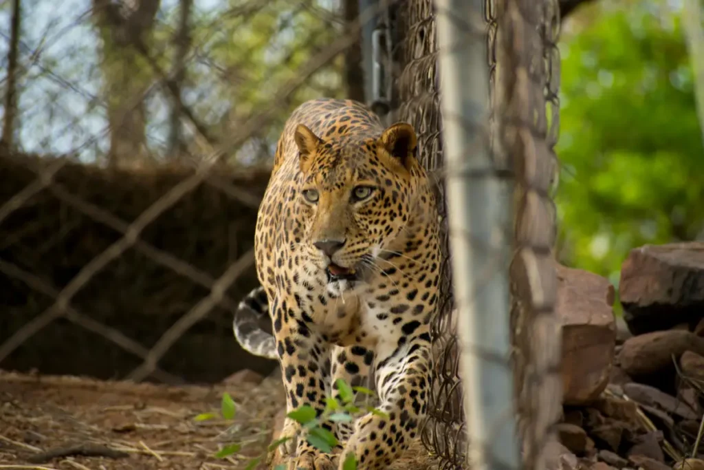 Leopard in Jawai